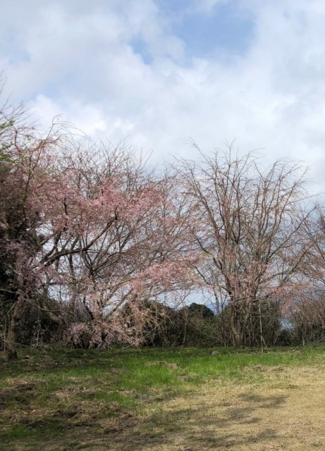 福島県三春町から寄贈を受けた「三春滝桜」が満開の時期を迎えます