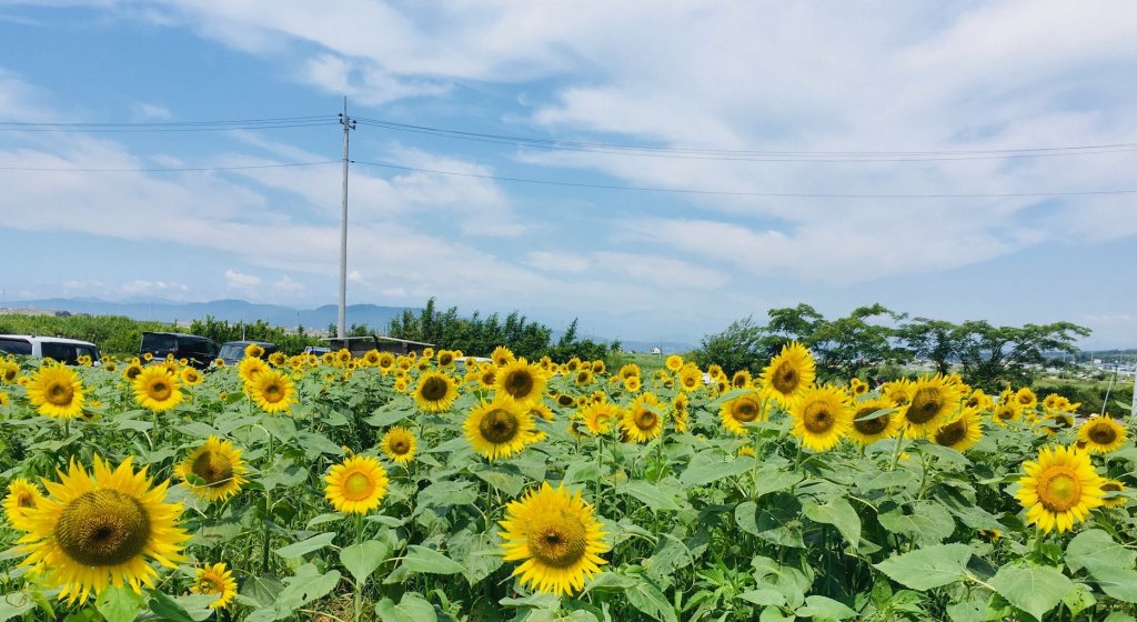 浮島ひまわりらんど