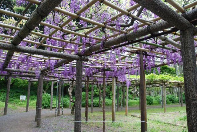 ゴールデンウィークはファミリーで沼津御用邸記念公園のイベントへ行こう!