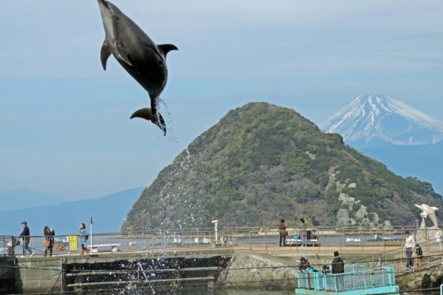 日テレ「ZIP!」にて伊豆・三津シーパラダイスが紹介されました!