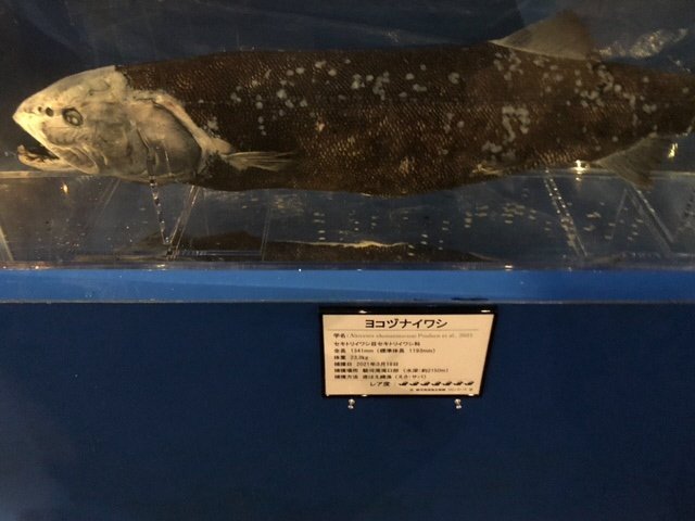 【世界で６体のみ！】「ヨコヅナイワシ」の標本が駿河湾深海生物館にて展示されます！
