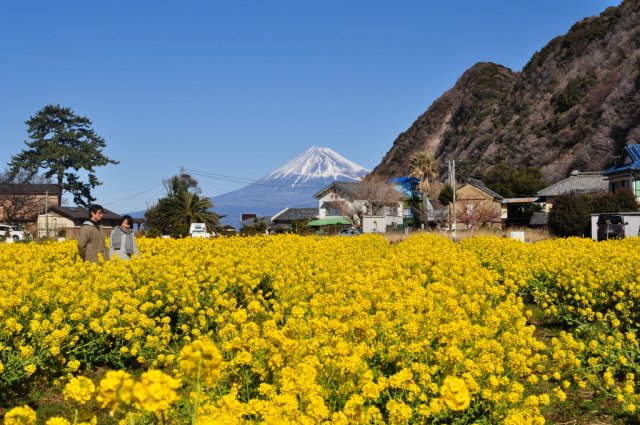 【観光情報】井田の菜の花畑を見に行きませんか？