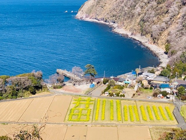 井田菜の花まつりの開催中止について