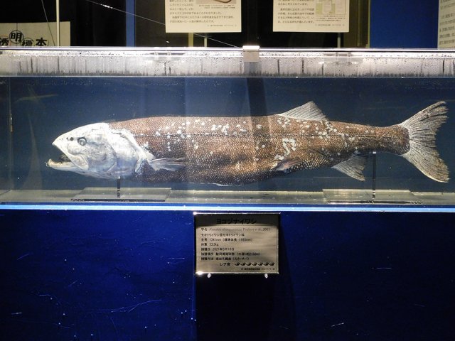 【イベント】「第7回戸田深海魚大学」を開催します!