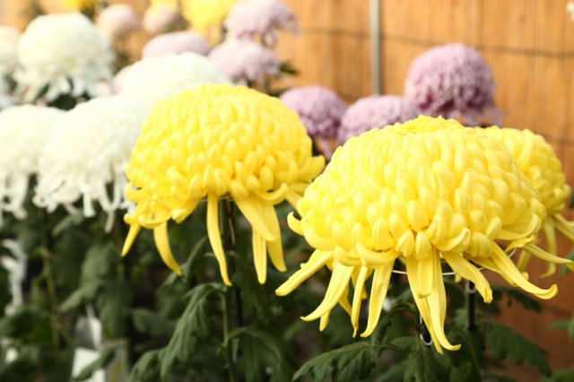 沼津御用邸記念公園　菊まつり2023が開催されます！