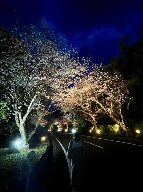 春爛漫‼戸田地区で夜桜ライトアップを実施します！