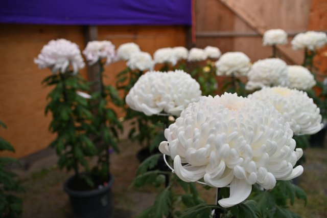 第55回沼津御用邸記念公園菊華展 菊の出品募集