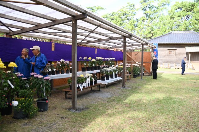 第55回沼津御用邸記念公園菊華展 菊の出品募集