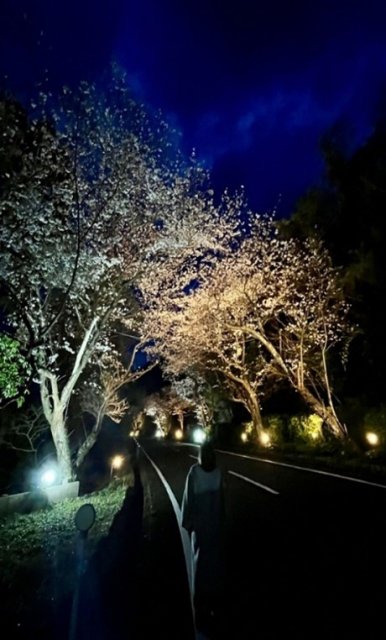 春爛漫 戸田地区の桜並木を彩るライトアップを開催