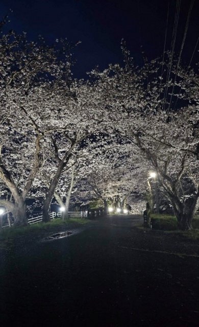 春爛漫 戸田地区の桜並木を彩るライトアップを開催