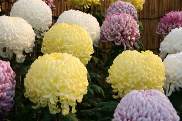 「沼津御用邸記念公園　菊華展」ページが更新されました