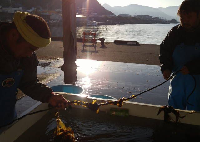 今年もやります 静浦「朝ねぼう市」!!