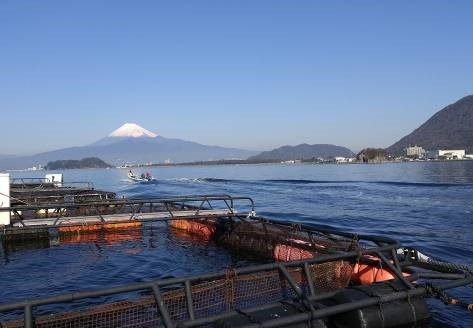 今年もやります 静浦「朝ねぼう市」!!