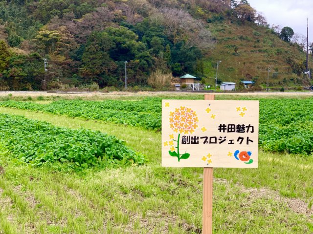 今年度も「井田の菜の花畑」の栽培が始まりました！
