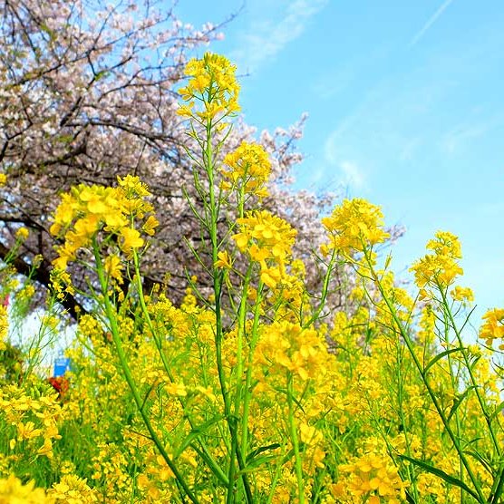 沼川の桜