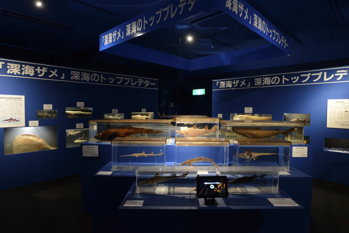 戸田造船郷土資料博物館 駿河湾深海生物館 見る 遊ぶ 沼津市公式観光サイト 沼津観光ポータル