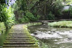 源兵衛川【三島市】