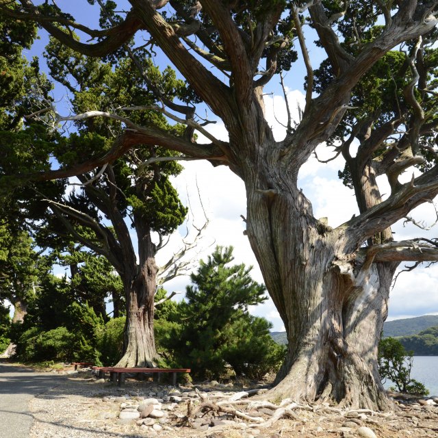 大瀬崎のビャクシン樹林