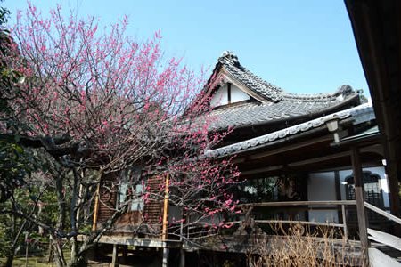 大中寺　梅見の会