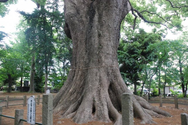 岡宮浅間神社のクス