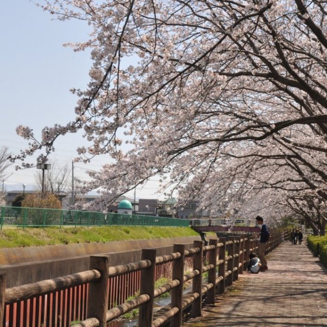 門池公園の桜
