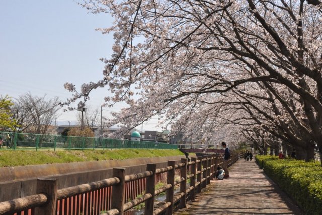 門池公園の桜