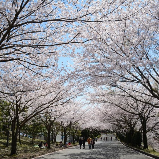 愛鷹広域公園の桜