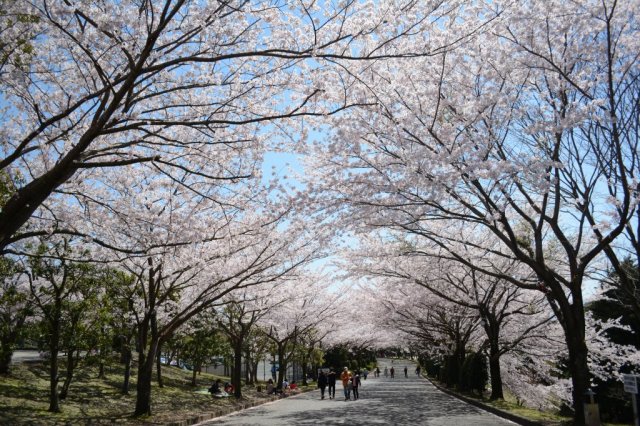 愛鷹広域公園の桜