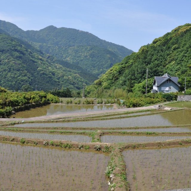 北山の棚田