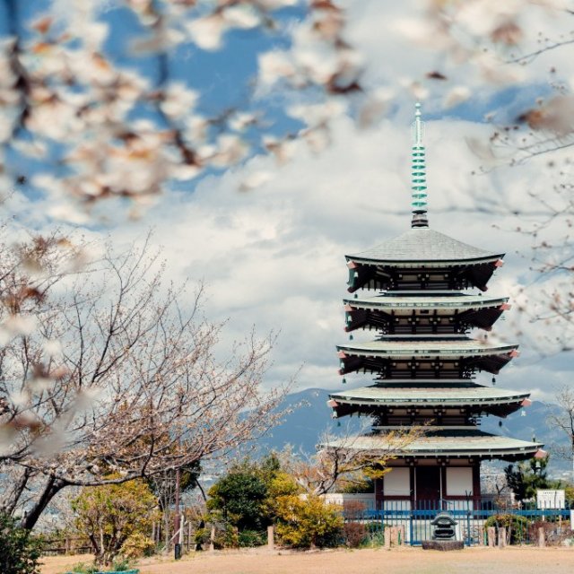 香貫山香陵台の桜