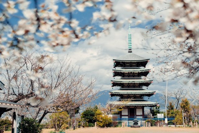 香貫山香陵台の桜