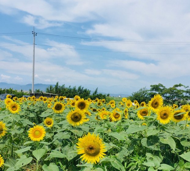 浮島ひまわりらんど