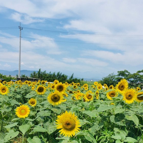 浮島ひまわりらんど