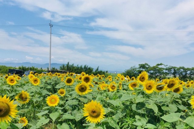 浮島ひまわりらんど