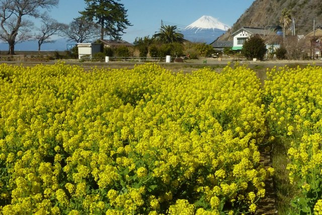 井田の菜の花畑