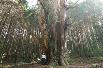 パワースポット「河内の大杉」を見に行こう