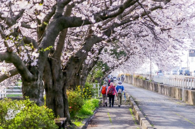 白隠桜並木