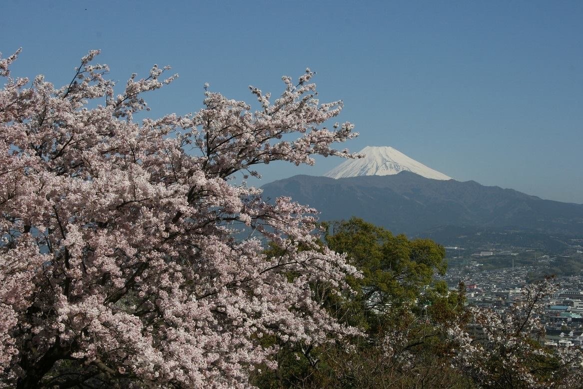 富士山と桜を見に、沼津へ行こうよ♪