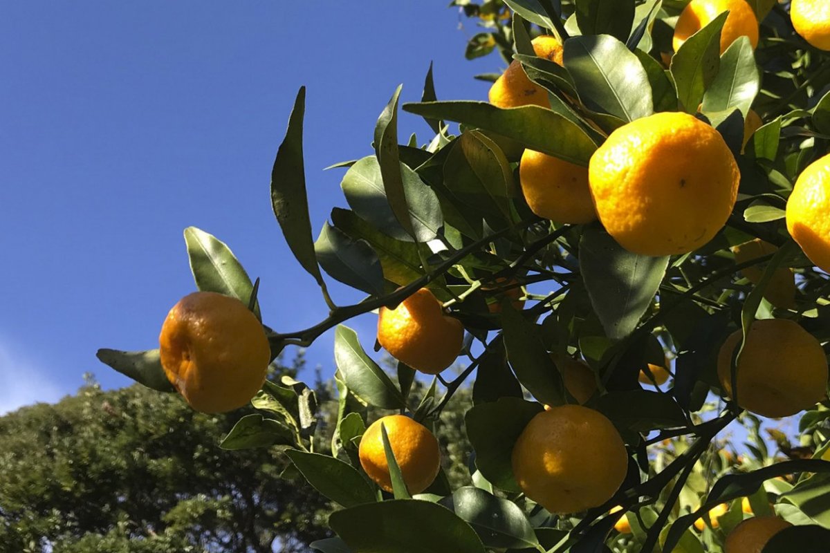 たちばな（橘）とは？国内北限の自生地・沼津戸田で収穫・マーマレードづくり体験！