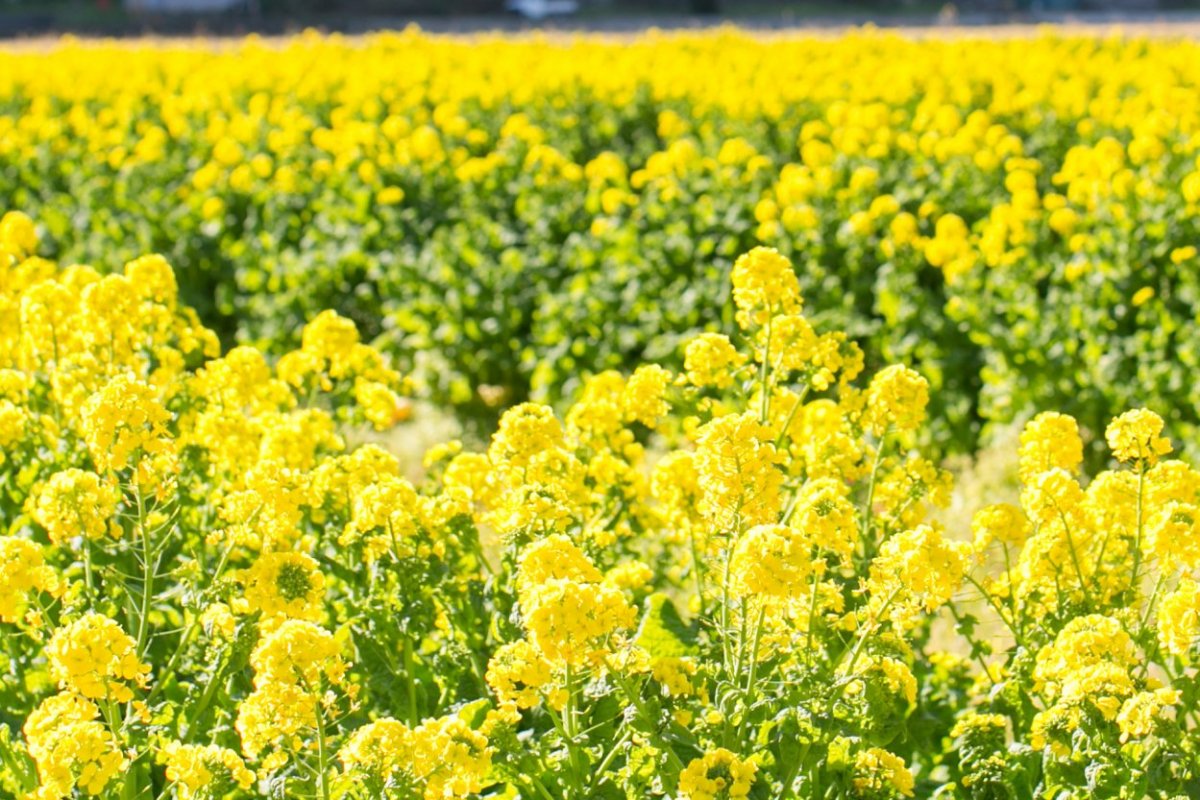 沼津の春に会いに行こう！「井田の菜の花畑」