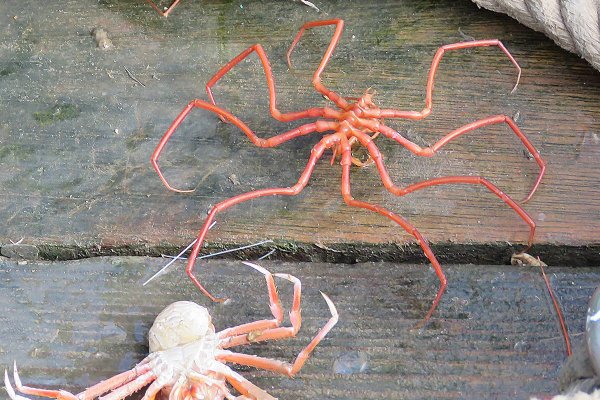 珍しい深海魚や生物