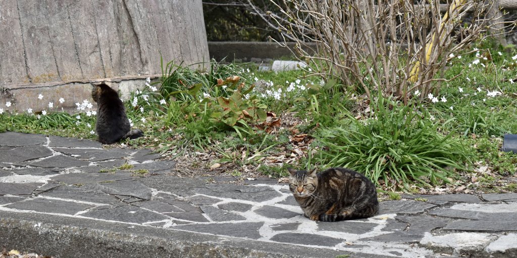 運が良ければ猫に会えるかも！？
