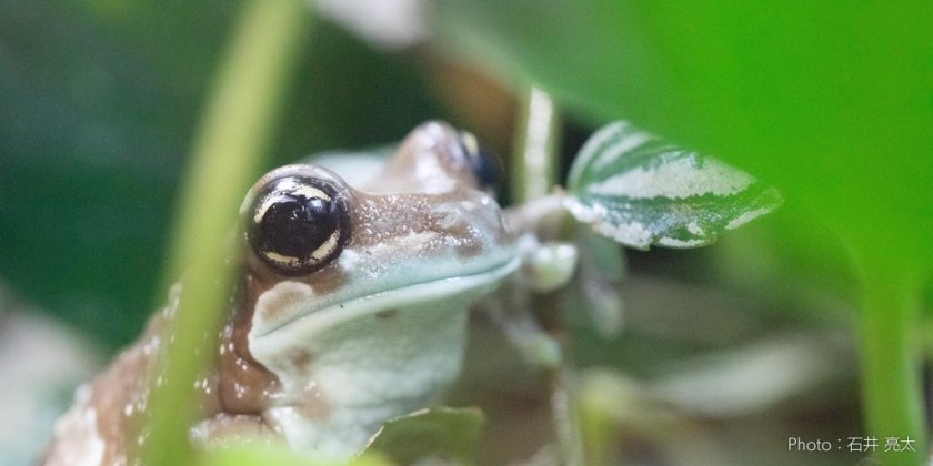 カエルに会える島 あわしまマリンパーク 特集ライブラリー 沼津市公式観光サイト 沼津観光ポータル