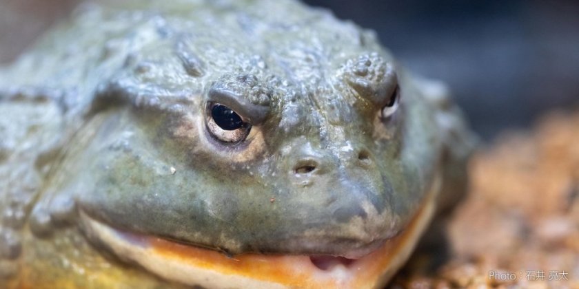 カエルに会える島 あわしまマリンパーク 特集ライブラリー 沼津市公式観光サイト 沼津観光ポータル