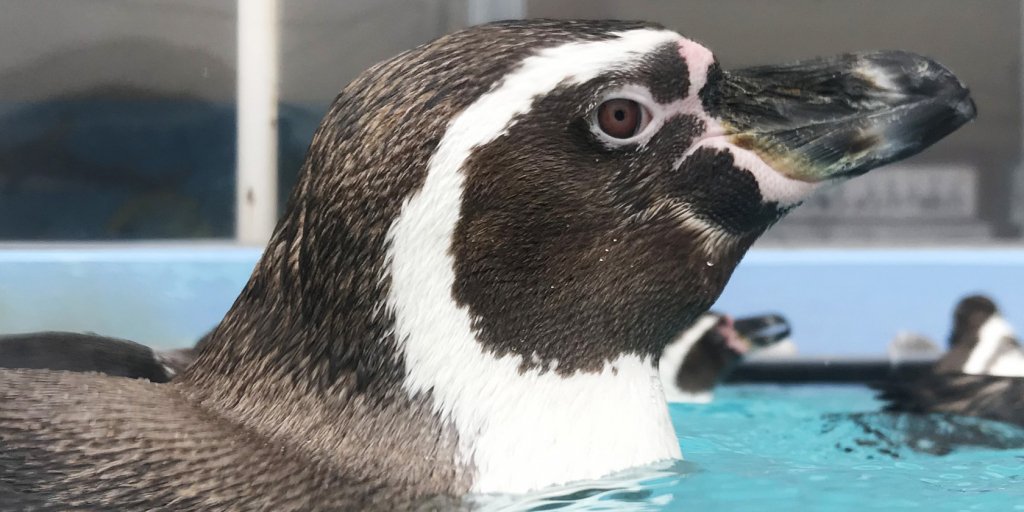 ペンギンが超至近距離