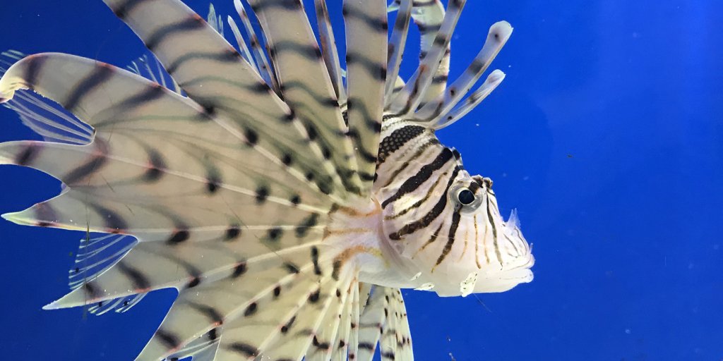 淡島の海に生息する魚も