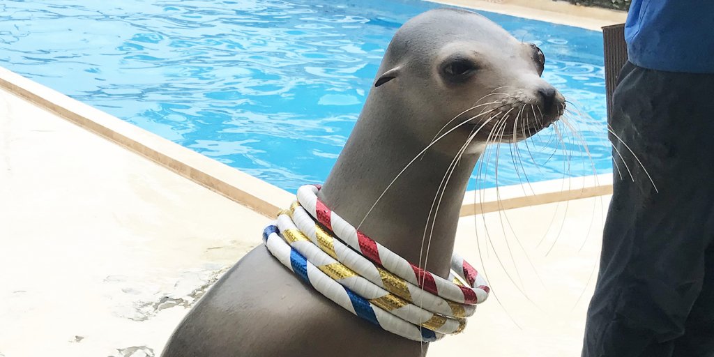 カエルに会える島「あわしまマリンパーク」｜特集ライブラリー｜沼津市