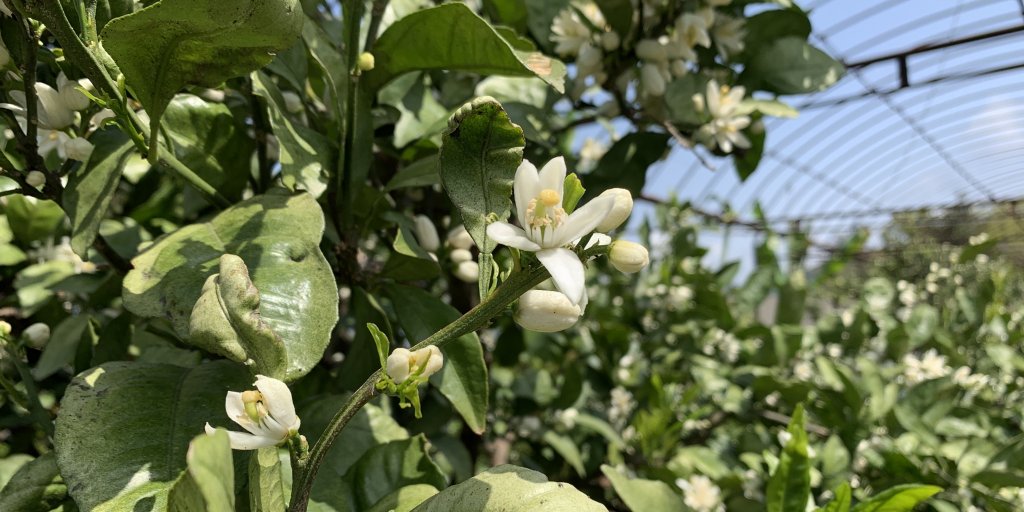 みかんの花は、ゴールデンウィーク前後が旬です