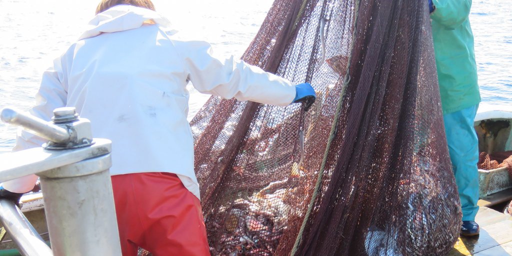 網には深海魚がたくさん