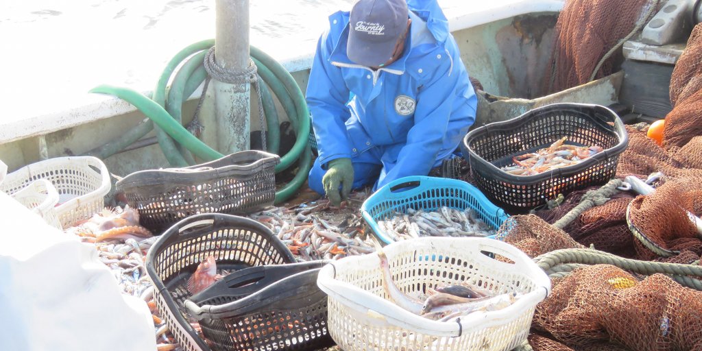 船上で深海魚を仕分け